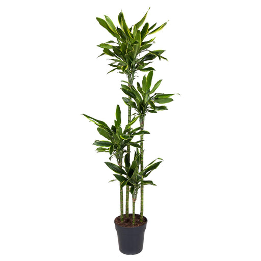 dracaena-golden-coast-170-cm-o27