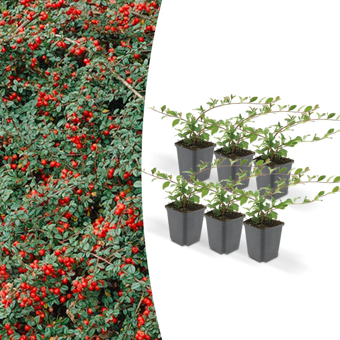 6x-cotoneaster-dammeri-↕10-25cm-o9cm