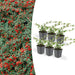 6x-cotoneaster-dammeri-↕10-25cm-o9cm