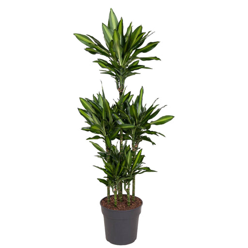 dracaena-cintho-carrousel-140-cm-o31