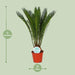 cycas-revoluta-o14cm-↕50cm