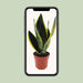 sansevieria-futura-superba-o12cm-↕30cm