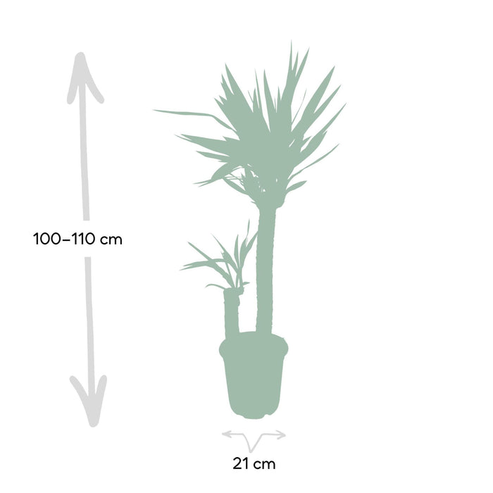 yucca-elephantipes-o21-100cm