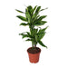 dracaena-golden-coast-o17cm-↕70cm