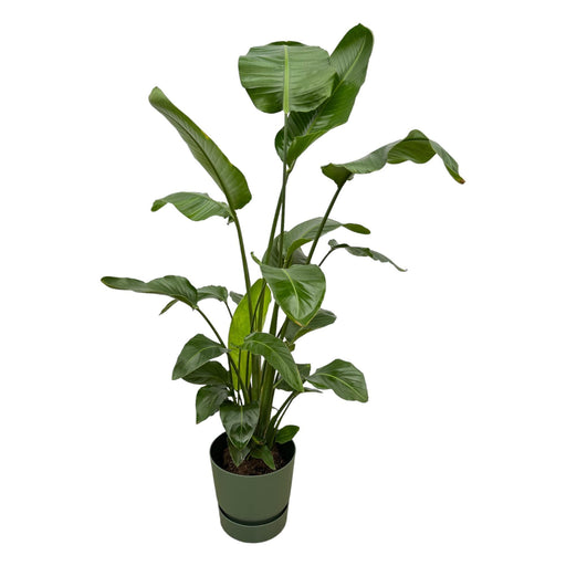 strelitzia-nicolai-inclusief-elho-greenville-round-groen-160cm-o30