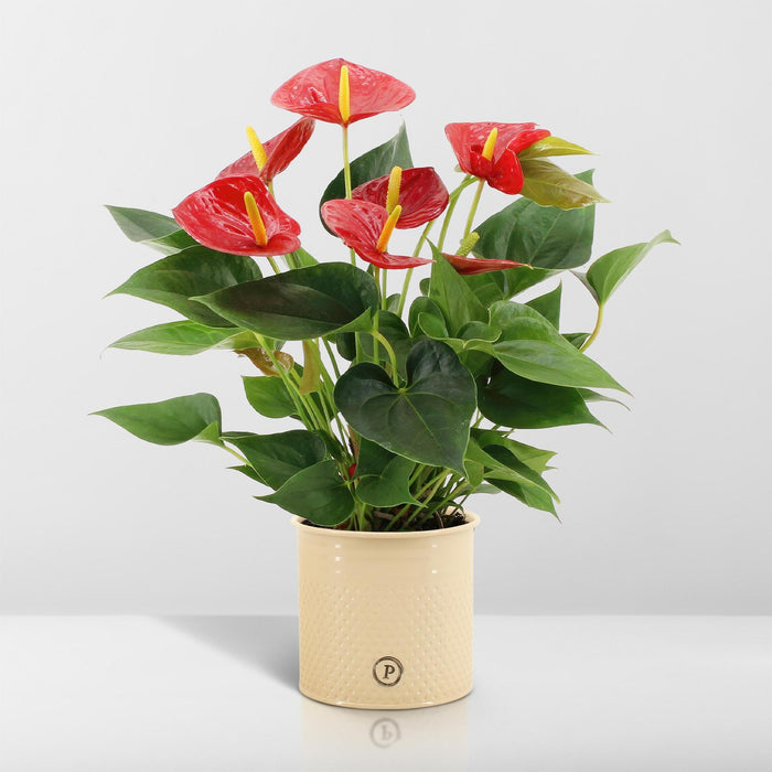 anthurium-andreanum-diamond-red-incl-pure-zink-45cm-o12