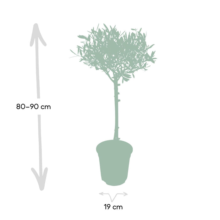 olea-o19-90cm