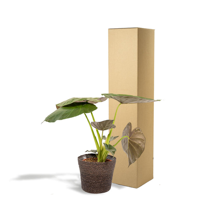 alocasia-wentii-65cm-o19cm-mand-igmar