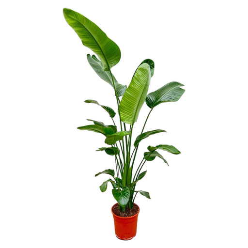 strelitzia-nicolai-200-cm-o27