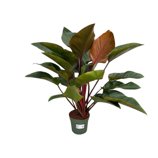 philodendron-red-beauty-o27cm-↕100cm