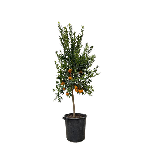 citrus-mandarino-200-cm-o40