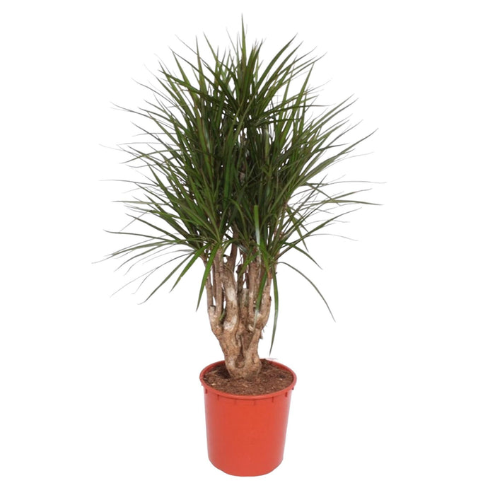 dracaena-marginata-vertakt-140-cm-o34