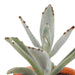 cactus-en-vetplanten-mix-5-5-cm-15-stuks-in-terracotta-pot