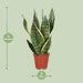 sansevieria-trifasciata-futura-superba-o12cm-↕40cm