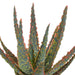 aloe-zebrina-dannyz-10-5cm-in-terracotta-pot