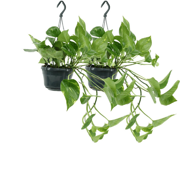 2x-epipremnum-aureum-scindapsus-25cm-o15