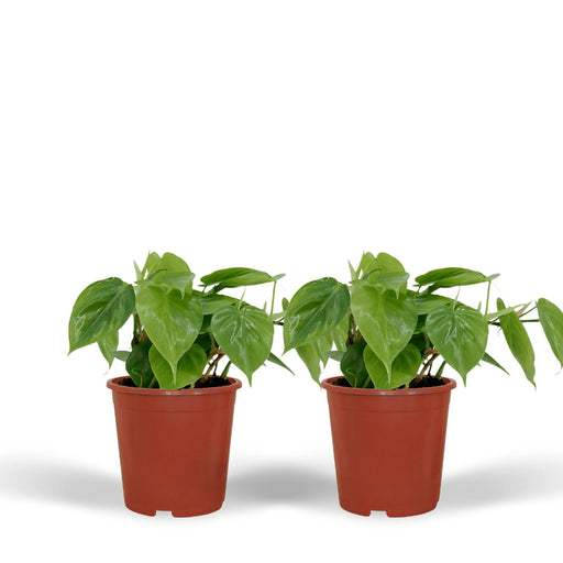 2x-philodendron-scandens-15cm-o12