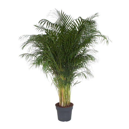 dypsis-lutescens-200-cm-o34