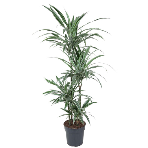 dracaena-warneckei-150-cm-o24