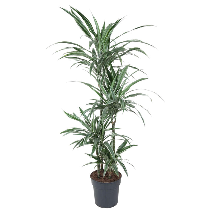 dracaena-warneckei-150-cm-o24