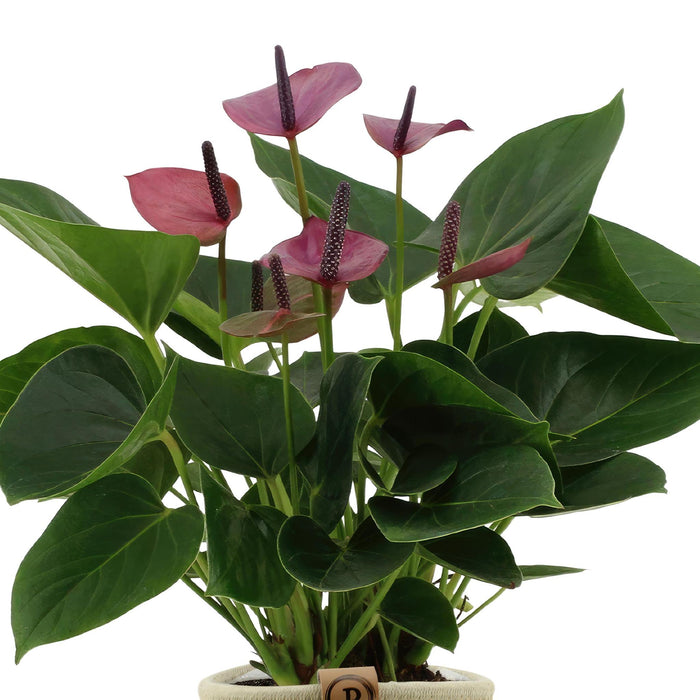 anthurium-andreanum-baby-purple-incl-pure-mand-45cm-o12