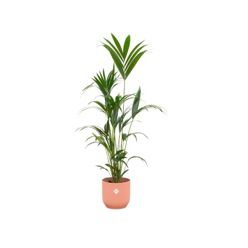 combi-deal-kentia-palm-inclusief-elho-vibes-fold-round-roze-o30-160-cm