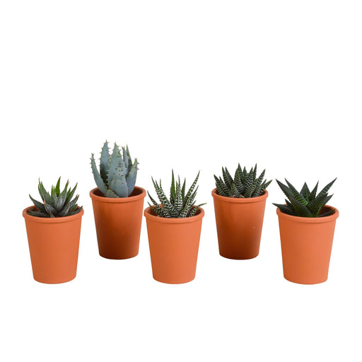 gasteria-haworthia-mix-5-5cm-5x-in-terracotta-pot