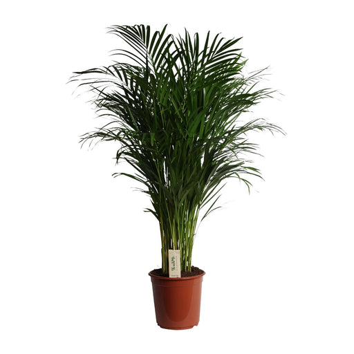 dypsis-lutescens-areca-o24cm-↕120cm