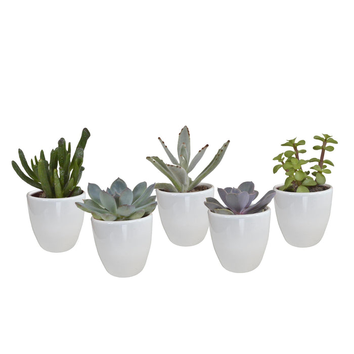 vetplanten-mix-5-5-cm-5x-in-witte-pot