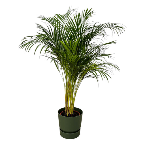 areca-palm-130cm-o24cm-inclusief-elho-greenville-round-groen-d30xh28