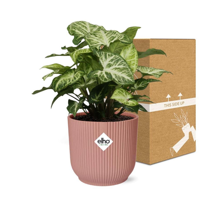 syngonium-arrow-in-elho-vibes-fold-14cm-roze