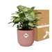 syngonium-arrow-in-elho-vibes-fold-14cm-roze