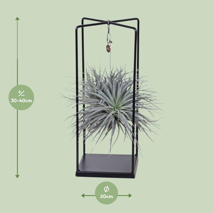 tillandsia-ionantha-abdita-o20cm-↕20cm