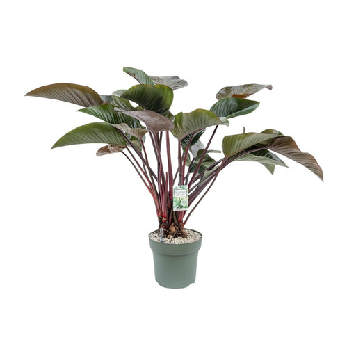 philodendron-red-beauty-o30cm-↕110cm