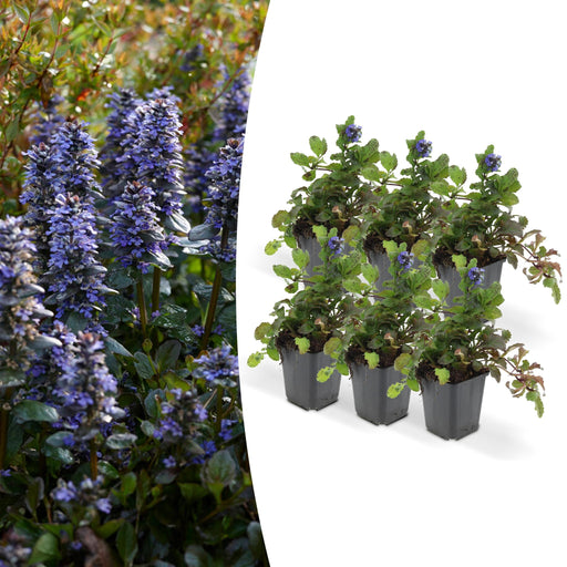 6x-ajuga-reptans-↕10-25cm-o9cm