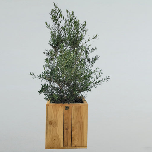 olea-europaea-bush-25-liter-olijf-struik