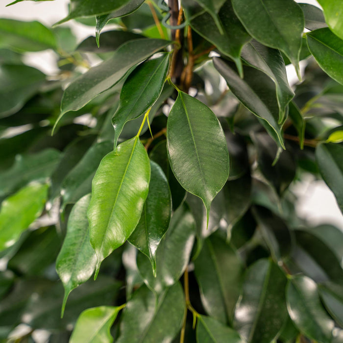 ficus-benjamina-danielle-95cm-o21cm-pot-mayk-gold