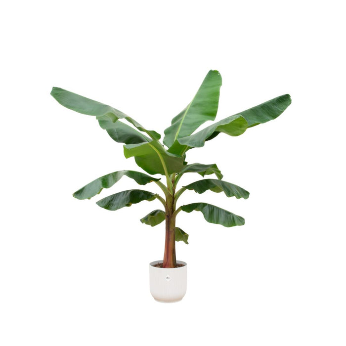 combi-deal-bananenplant-musa-inclusief-elho-vibes-fold-round-wit-o30-150-cm