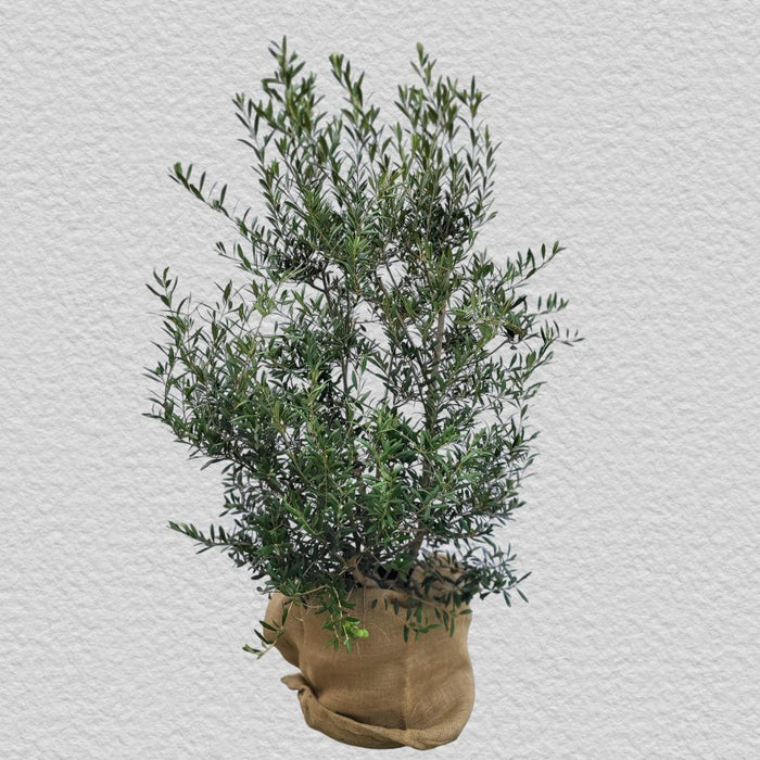 olea-europaea-bush-25-liter-olijf-struik