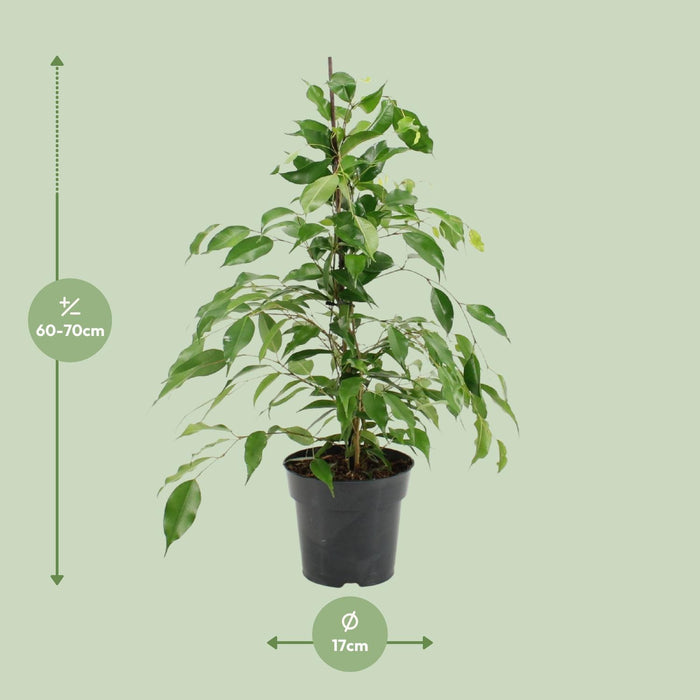 ficus-benjamina-danita-o17cm-↕70cm