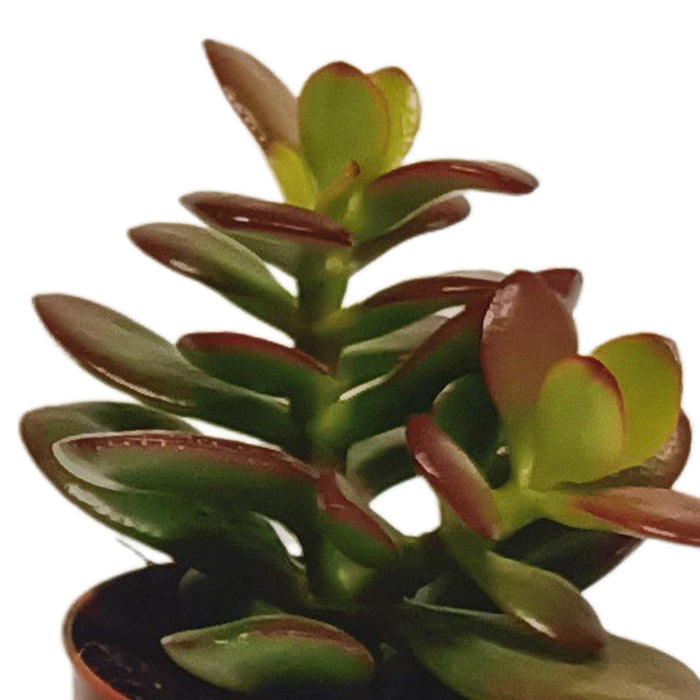 vetplanten-mix-5-5-cm-10x-zonder-pot