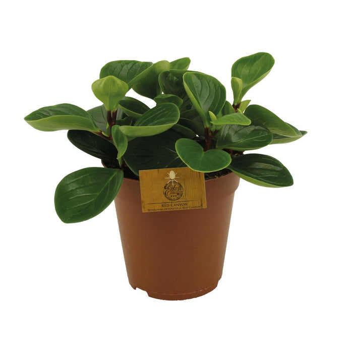 peperomia-red-canyon-o15cm-↕25cm