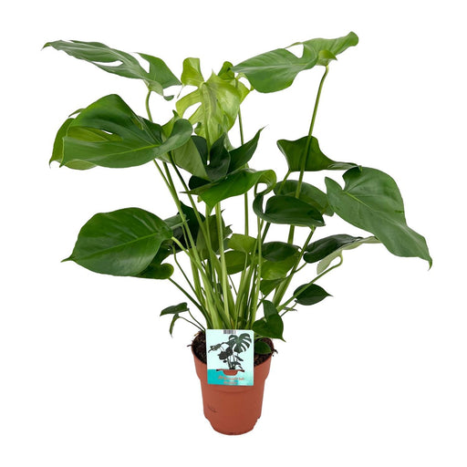 monstera-deliciosa-gatenplant-65cm-o21-o19cm-60cm