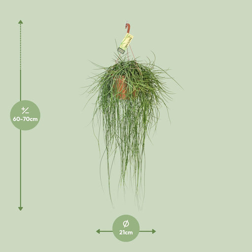 rhipsalis-floccosa-o21cm-↕70cm