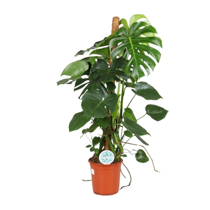 monstera-deliciosa-o24cm-↕105cm