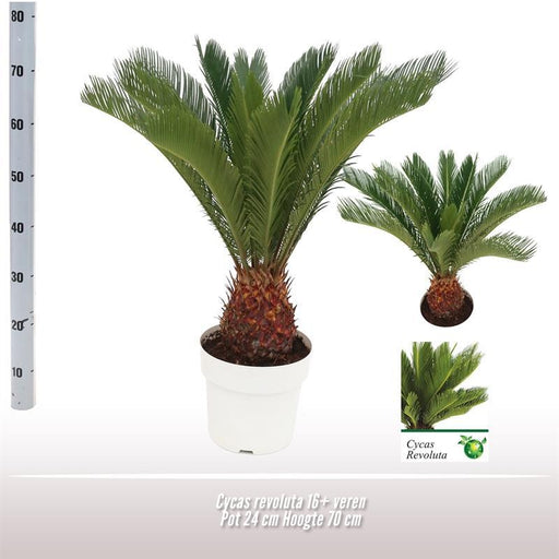 cycas-revoluta-o24-↕70