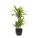 dracaena-lemon-lime-o21cm-↕65cm-in-boule-antraciet-pot