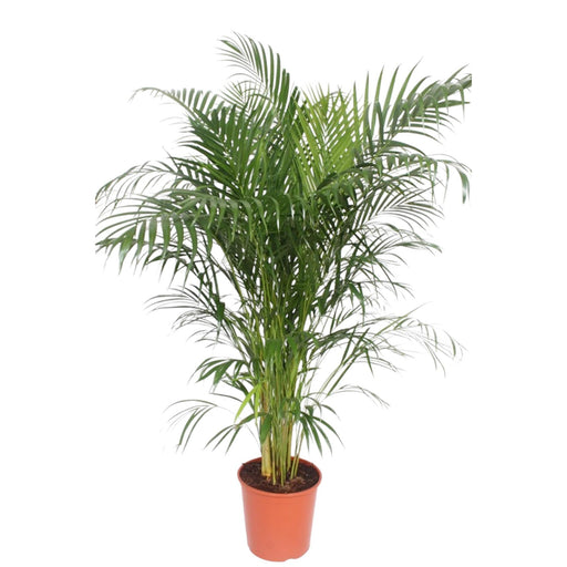 dypsis-lutescens-areca-palm-160-cm-o30