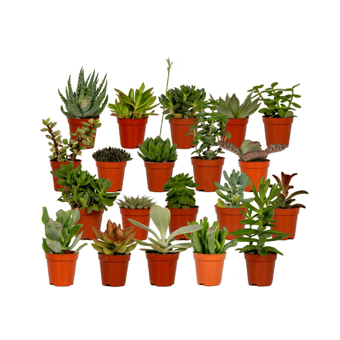 succulenten-mix-20-stuks-7-cm-o5-5