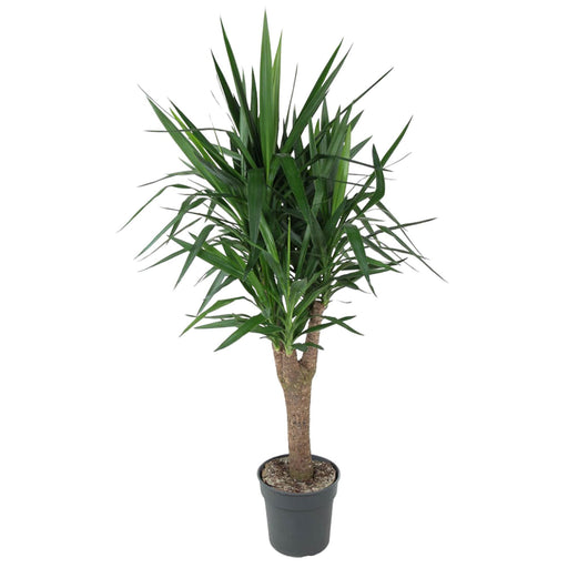 yucca-elephantipe-vertakt-150-cm-o31